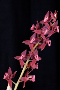 Mormodes Aftermath Sunset Valley Orchids HCC/AOS 79 pts. Inflorescence